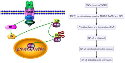 The role of cytokines in the pathogenesis of SAPHO syndrome